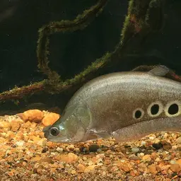Ocellated Featherback, photo 1