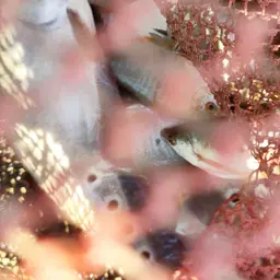 Ocellated Featherback, photo 6