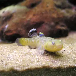 Desert Goby, photo 1