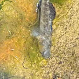 Desert Goby, photo 2