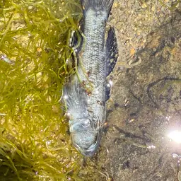 Desert Goby, photo 3