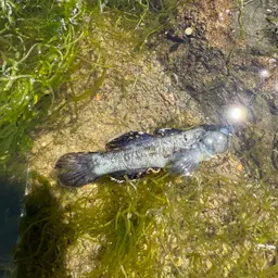 Desert Goby, photo 4