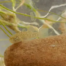 Desert Goby, photo 5