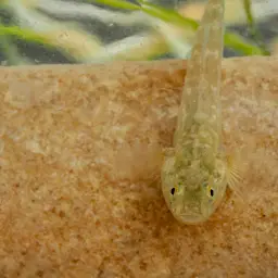 Desert Goby, photo 6