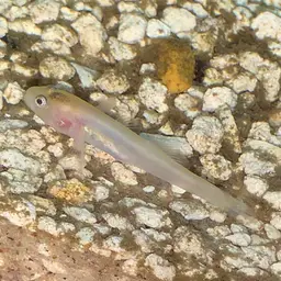 Desert Goby, photo 7