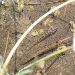 Desert Goby, photo 8