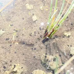 Desert Goby, photo 9
