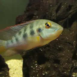 Gunther's Cichlid