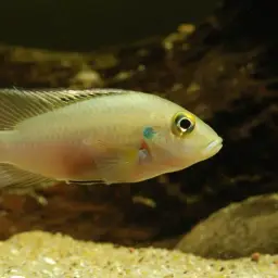 Gunther's Cichlid, photo 2