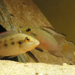 Gunther's Cichlid, photo 3