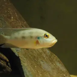Gunther's Cichlid, photo 4