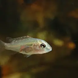 Gunther's Cichlid, photo 5