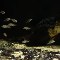 Gunther's Cichlid, photo 6