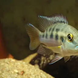 Gunther's Cichlid, photo 7