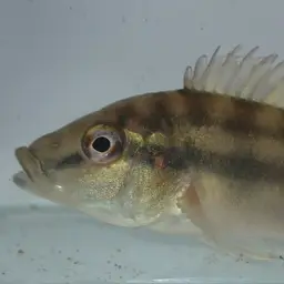 Gunther's Cichlid, photo 9