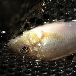 Gunther's Cichlid, photo 10