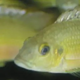Gunther's Cichlid, photo 11