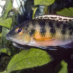 Gunther's Cichlid, photo 12