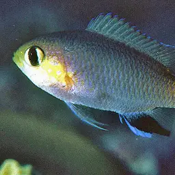Midget Chromis