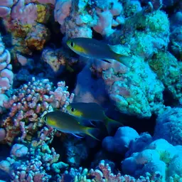 Midget Chromis, photo 2