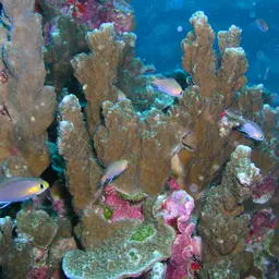 Midget Chromis, photo 3