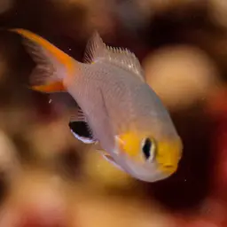 Midget Chromis, photo 4