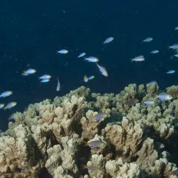 Midget Chromis, photo 7