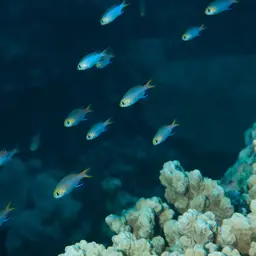 Midget Chromis, photo 8