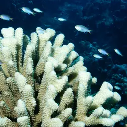 Midget Chromis, photo 9