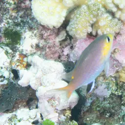 Midget Chromis, photo 10