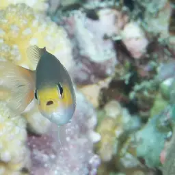 Midget Chromis, photo 11