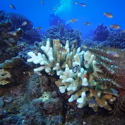 Midget Chromis, photo 12
