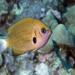 Agile Chromis