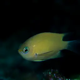 Agile Chromis, photo 2