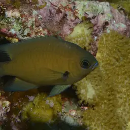 Agile Chromis, photo 3