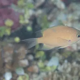 Agile Chromis, photo 4