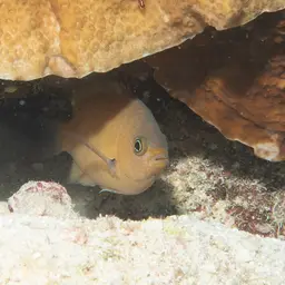 Agile Chromis, photo 5