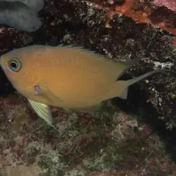 Agile Chromis, photo 6