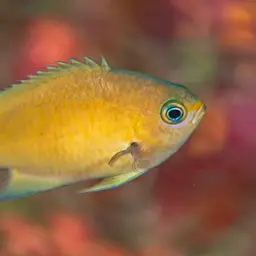 Agile Chromis, photo 7