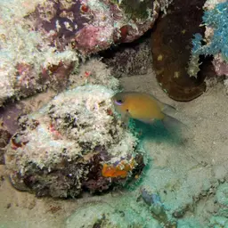 Agile Chromis, photo 8