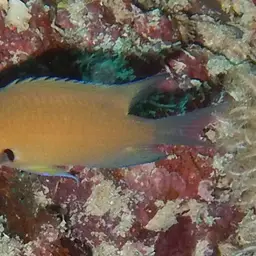 Agile Chromis, photo 9