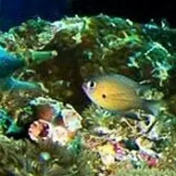 Agile Chromis, photo 10