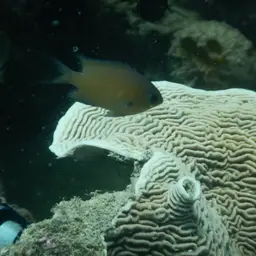 Agile Chromis, photo 11