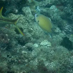 Agile Chromis, photo 12