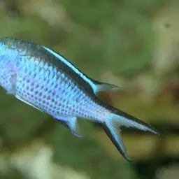 Blue Chromis