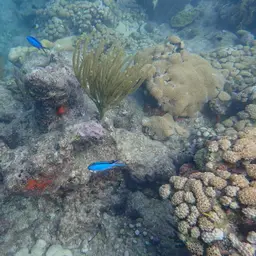 Blue Chromis, photo 2