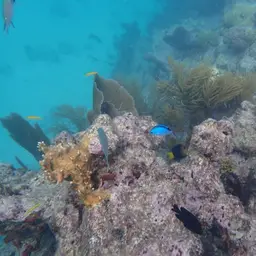 Blue Chromis, photo 3