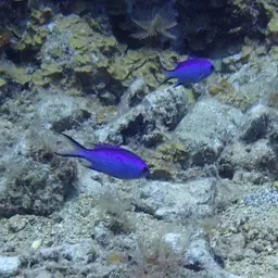 Blue Chromis, photo 4