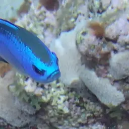 Blue Chromis, photo 5