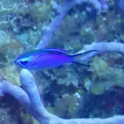 Blue Chromis, photo 6